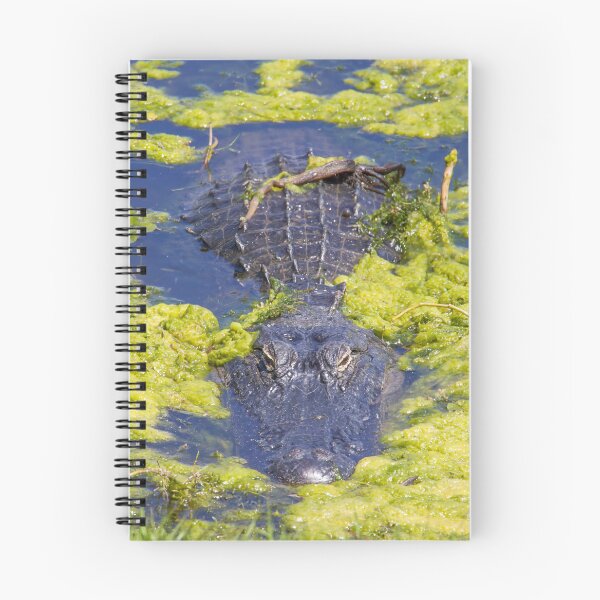 Item preview, Alligator at Lake Apopka 4 designed and sold by jrtwynam.
