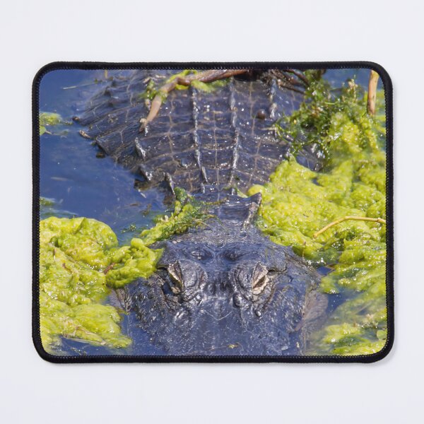 Item preview, Alligator at Lake Apopka 4 designed and sold by jrtwynam.
