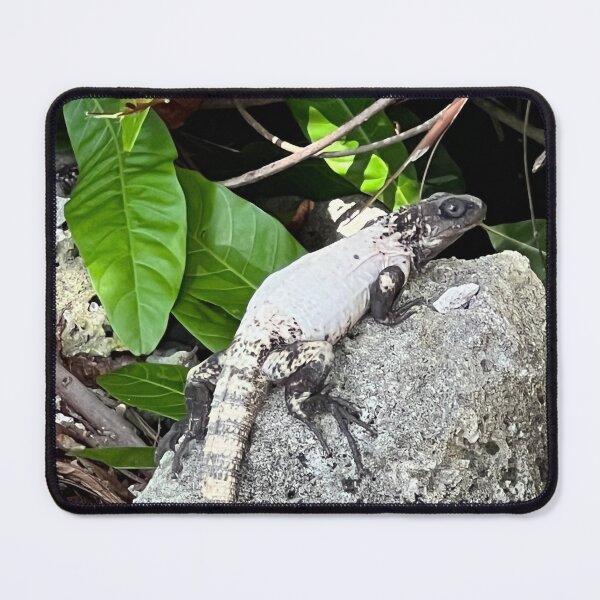 Item preview, Roatan Spiny-tailed Iguana designed and sold by CosmicGrant.