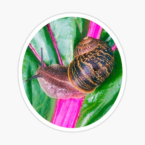 Item preview, The Restless Snail designed and sold by LaPaz361.
