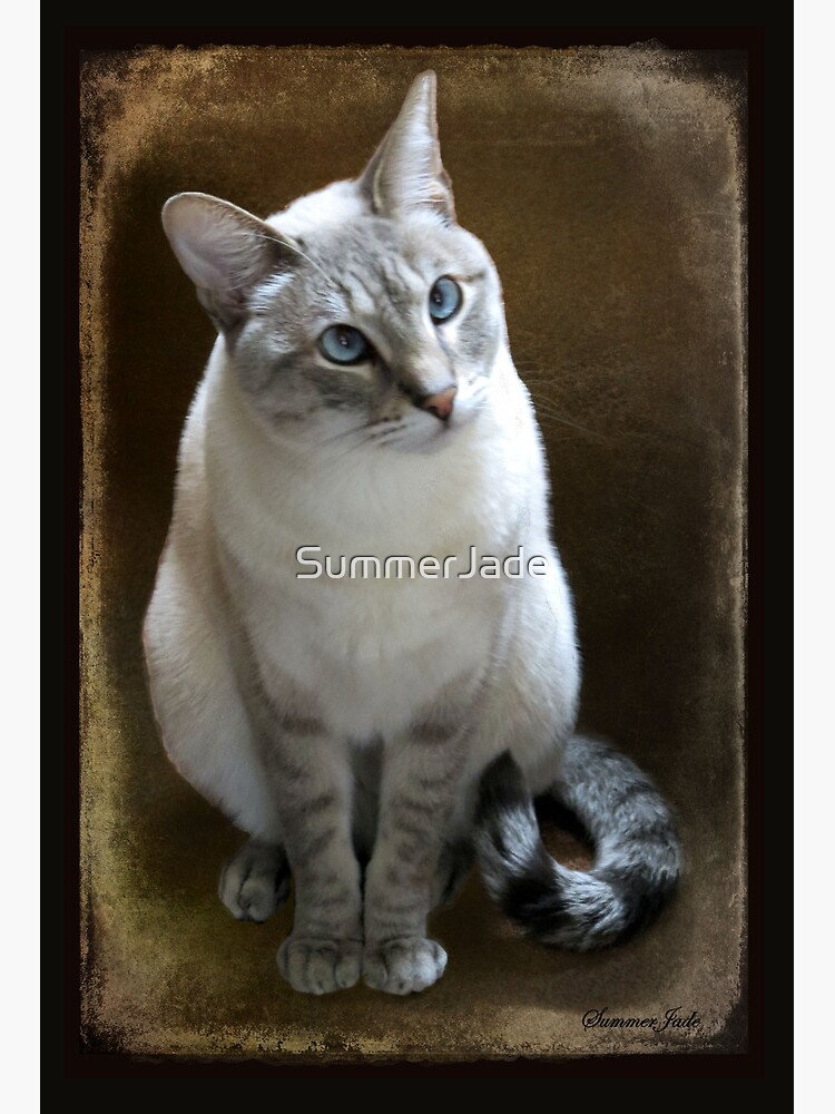 Snow Tiger Lilac Lynx Point Siamese Seal Point Lynx Tip Siamese