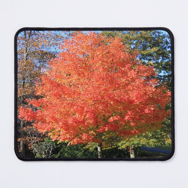 Item preview, Showstopper ~ A Maple in Fall Glory designed and sold by SummerJade.