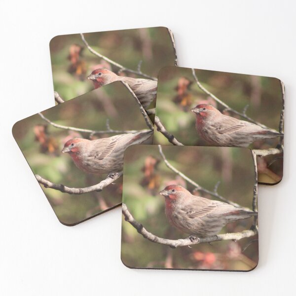 Item preview, House Finch designed and sold by Pacific Northwest Birding.