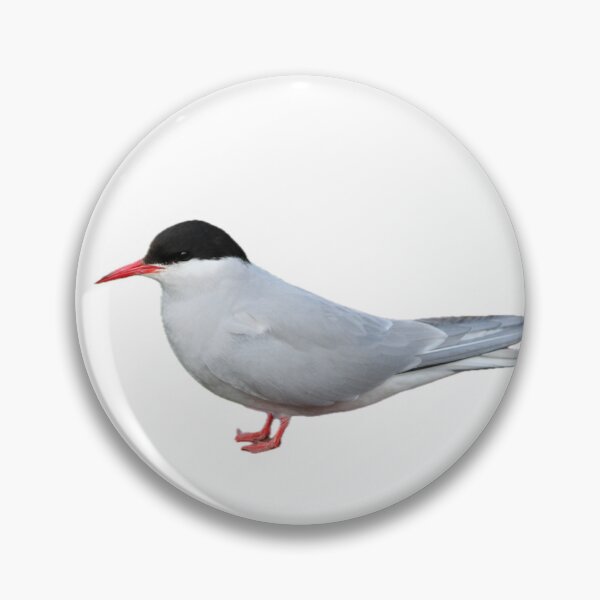 Item preview, Arctic Tern- Cutout designed and sold by Pacific Northwest Birding.