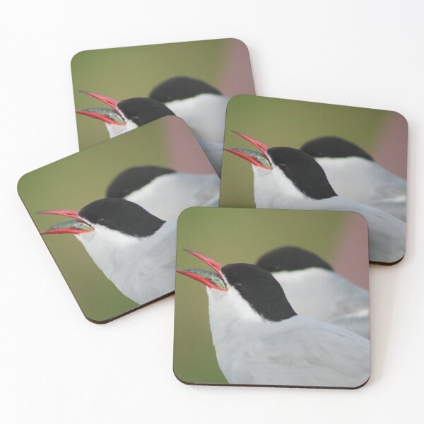 Item preview, Arctic Tern- Catch of the Day designed and sold by Pacific Northwest Birding.