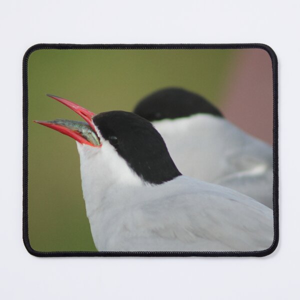 Item preview, Arctic Tern- Catch of the Day designed and sold by Pacific Northwest Birding.