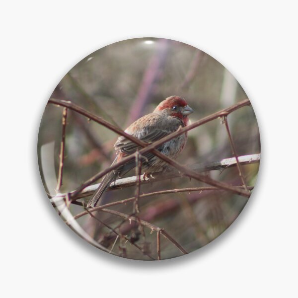 Item preview, House Finch- Among the Brambles designed and sold by Pacific Northwest Birding.