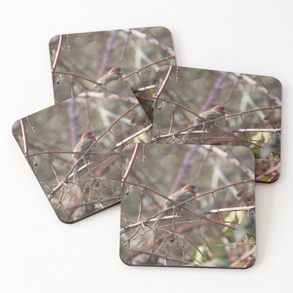 Item preview, House Finch- Among the Brambles designed and sold by Pacific Northwest Birding.