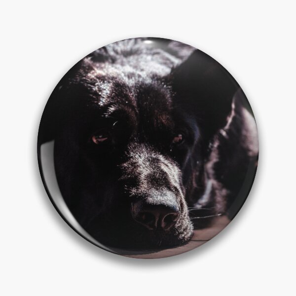 Item preview, Resting German Shepherd designed and sold by paulinasvaphotography .