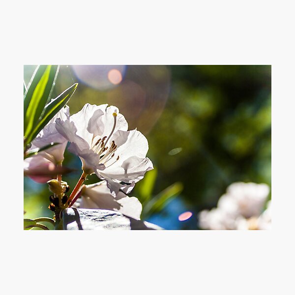Floral 42 Photographic Print