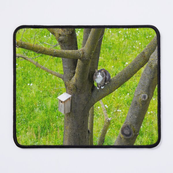 Item preview, Cat Sitting in a Tree Close to a Bird House and Bird's Nest designed and sold by Mats Silvan.