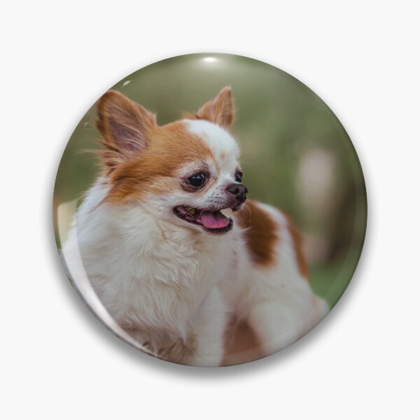 Item preview, Alert Chihuahua on Bench designed and sold by paulinasvaphotography .