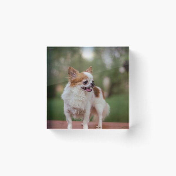 Item preview, Alert Chihuahua on Bench designed and sold by paulinasvaphotography .