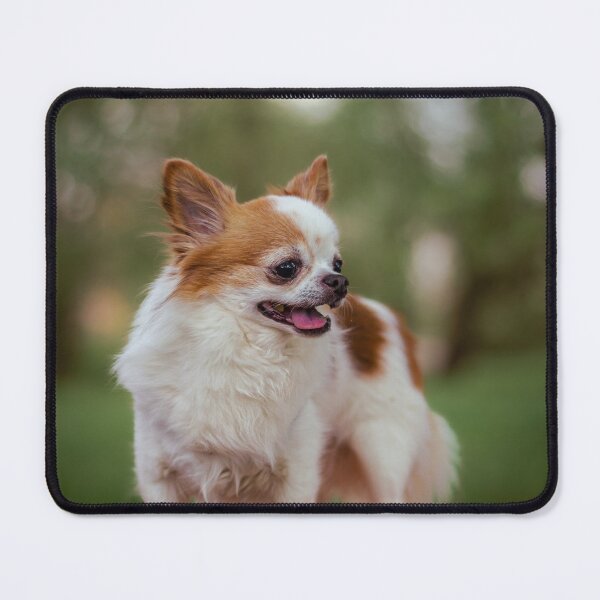 Item preview, Alert Chihuahua on Bench designed and sold by paulinasvaphotography .