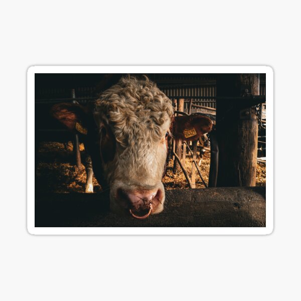 Item preview, Logie the Limousin/Charley Bull designed and sold by sammbramm.