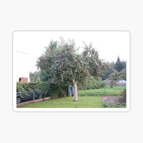 Item preview, A lush apple tree laden with red fruit in a sunny garden  designed and sold by Anupriya1294.