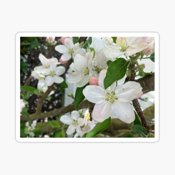 Item preview, Apple blossoms  designed and sold by Amanda1775.