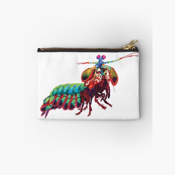 Item preview, Peacock Mantis Shrimp (Odontodactylus scyllarus) designed and sold by InsightScuba.