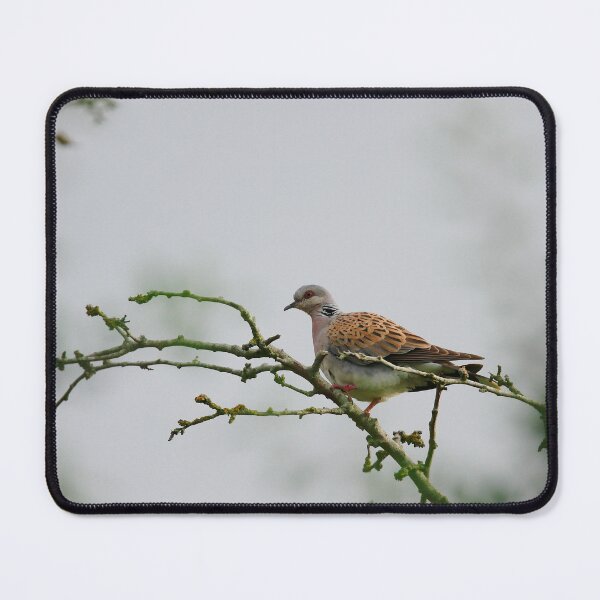 Item preview, A touch of turtle  designed and sold by miradorpictures.