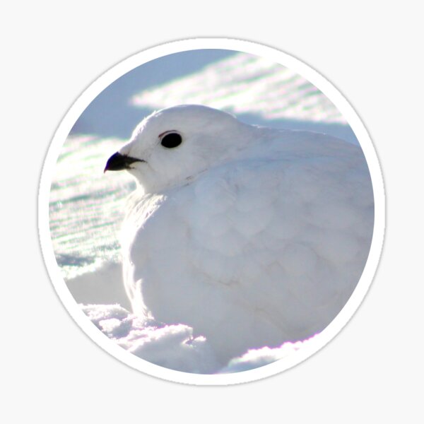 Item preview, Willow Ptarmigan Master of Camouflage designed and sold by Pacific Northwest Birding.