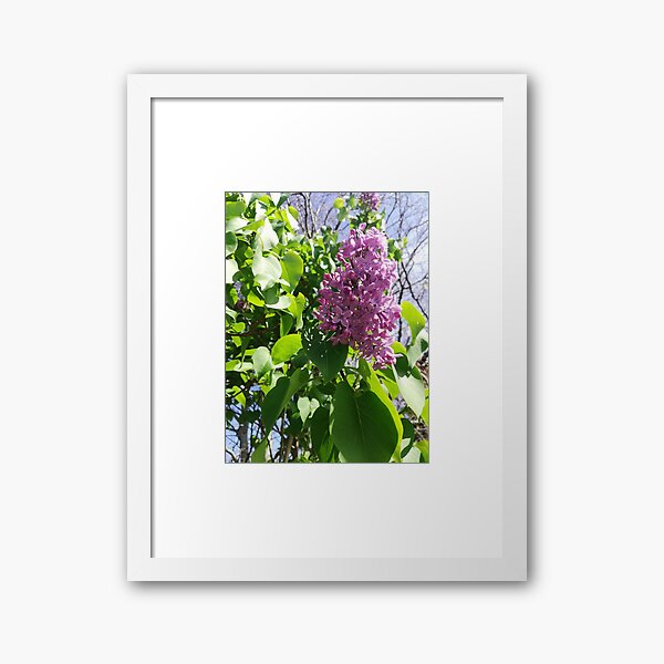 Item preview, Single lilac blossom photograph  designed and sold by esvb.