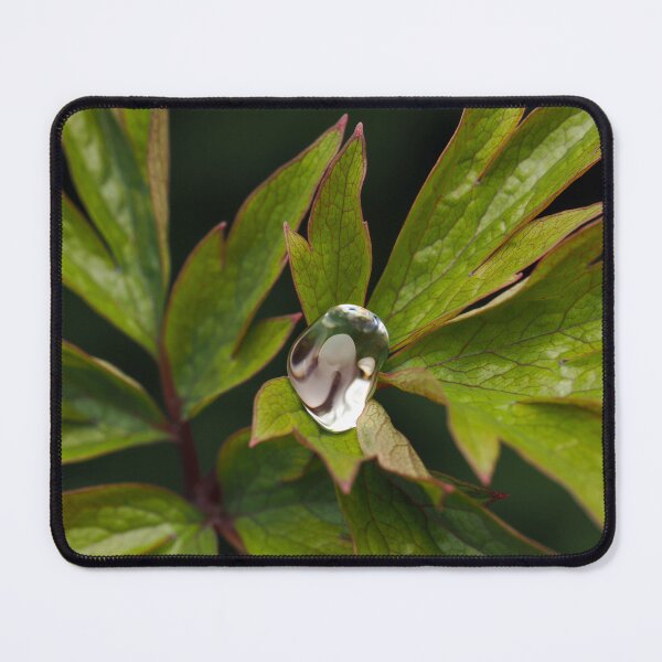 Item preview, Raindrop in middle of Bleeding Heart leaves designed and sold by Cblifeisgood.