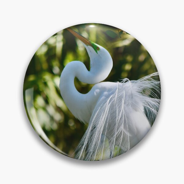 Item preview, Great Egret Mating Dance  designed and sold by richardbryce.