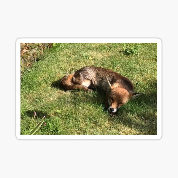 Item preview, Sleepy fox designed and sold by ClareKirwan.