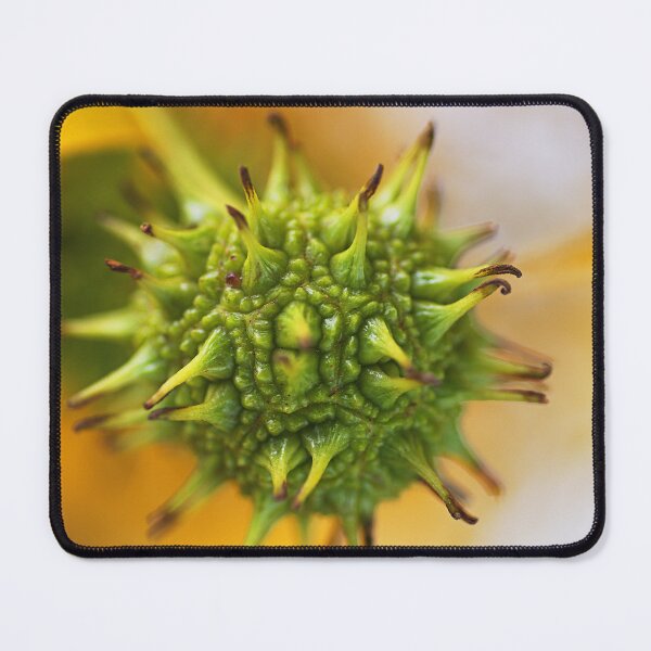 Item preview, Sweet Gum Tree Ball Seedpod designed and sold by Joy Watson - Natural Light Photography .
