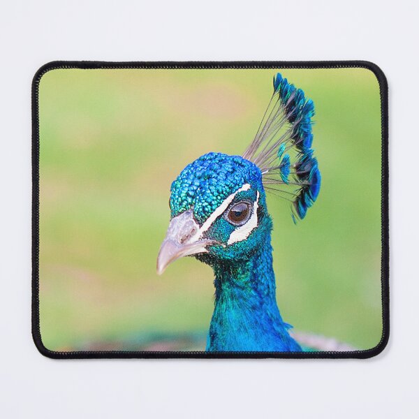 Item preview,  Iridescent Peacock Portrait by heidiannemorris © designed and sold by FOLK ART FUSION by heidiannemorris.
