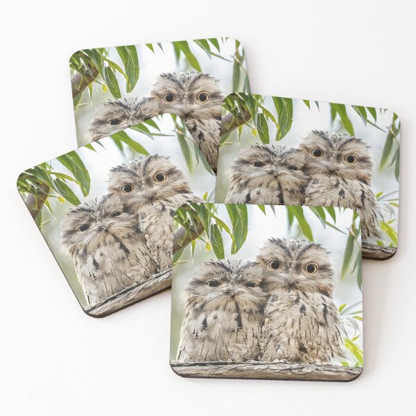 Item preview, Tawny Frogmouth Chicks designed and sold by pawprintz.