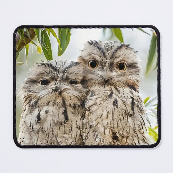 Item preview, Tawny Frogmouth Chicks designed and sold by pawprintz.