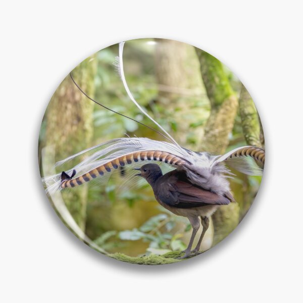 Item preview, Superb Lyrebird designed and sold by pawprintz.