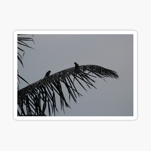 Item preview, Quiet in the Tropics designed and sold by AspenEyesPhotography.