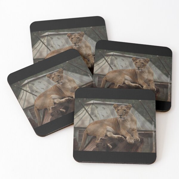 Item preview, A photo of a lion at Nairobi Animal Orphanage in Kenya! designed and sold by Jamesk82.