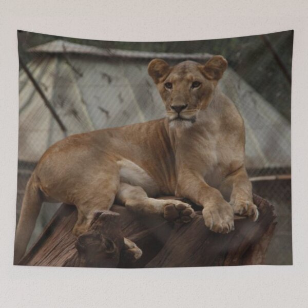 Item preview, A photo of a lion at Nairobi Animal Orphanage in Kenya! designed and sold by Jamesk82.