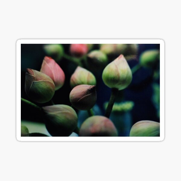 Lotus Sticker