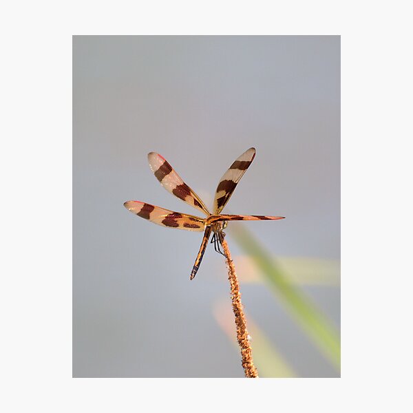 Item preview, Halloween Pennant 22 designed and sold by Brenda Loveless.