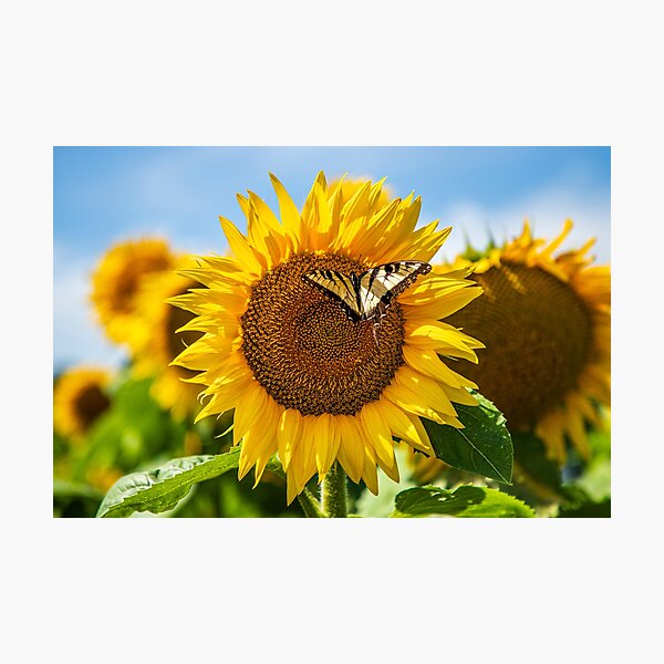 Vista previa del artículo con la obra «Mariposa girasol», diseñado y vendido por SolsaasFocus.