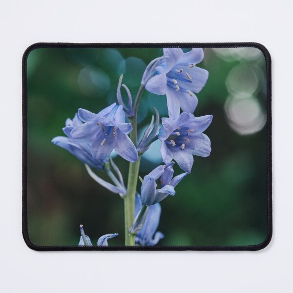 Item preview, Bluebells designed and sold by Tom McPherson Photography.