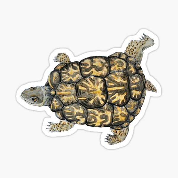 Aperçu de l'œuvre Boogie de la tortue-boîte créée et vendue par ScruffyCrow.