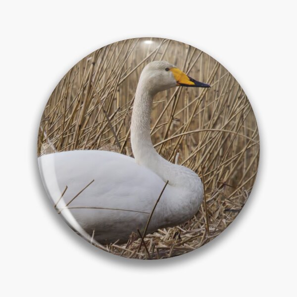 Item preview, Does this feel the right place. Whooper swan designed and sold by Jouko Lehto Photography.