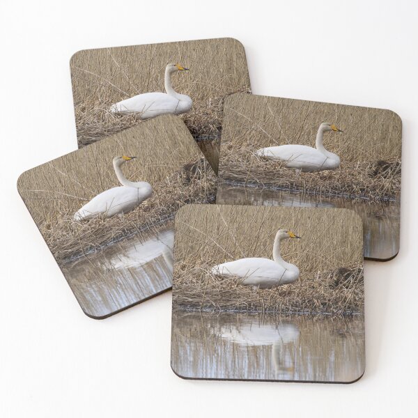 Item preview, Does this feel the right place. Whooper swan designed and sold by Jouko Lehto Photography.