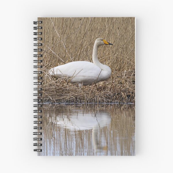 Item preview, Does this feel the right place. Whooper swan designed and sold by Jouko Lehto Photography.