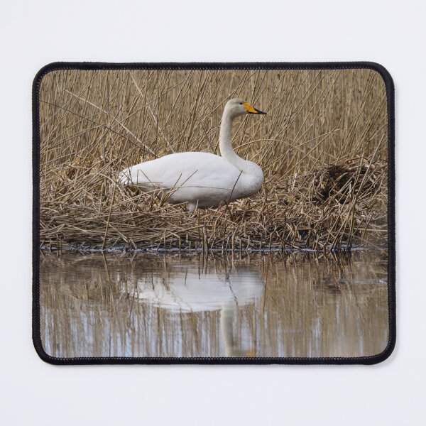 Item preview, Does this feel the right place. Whooper swan designed and sold by Jouko Lehto Photography.