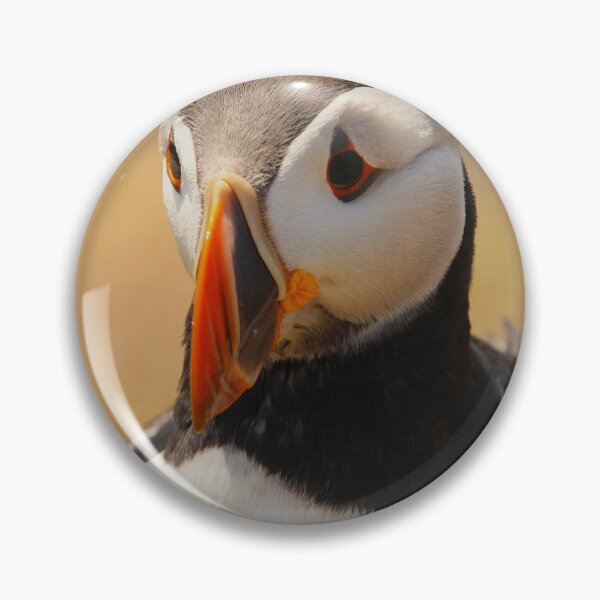 Item preview, The Curious Sea-Clown designed and sold by AspenEyesPhotography.