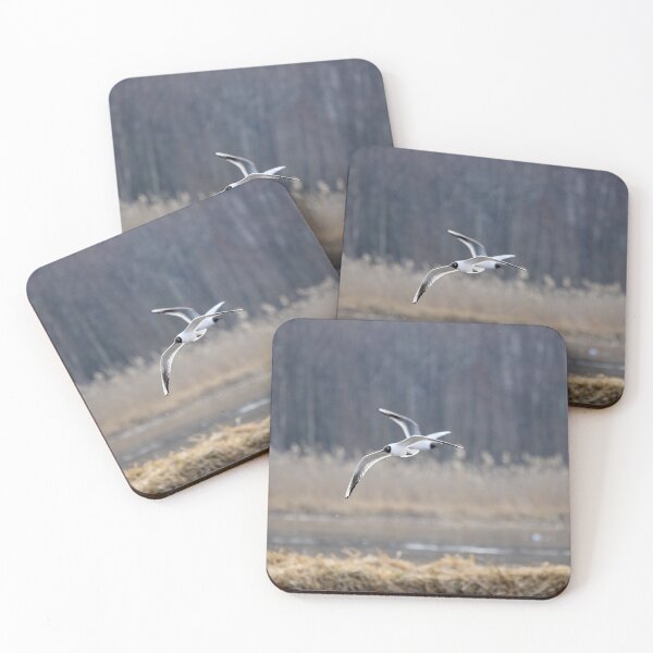 Item preview, Where to go. Black-headed gull designed and sold by Jouko Lehto Photography.
