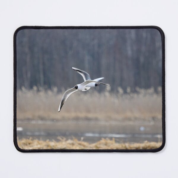 Item preview, Where to go. Black-headed gull designed and sold by Jouko Lehto Photography.