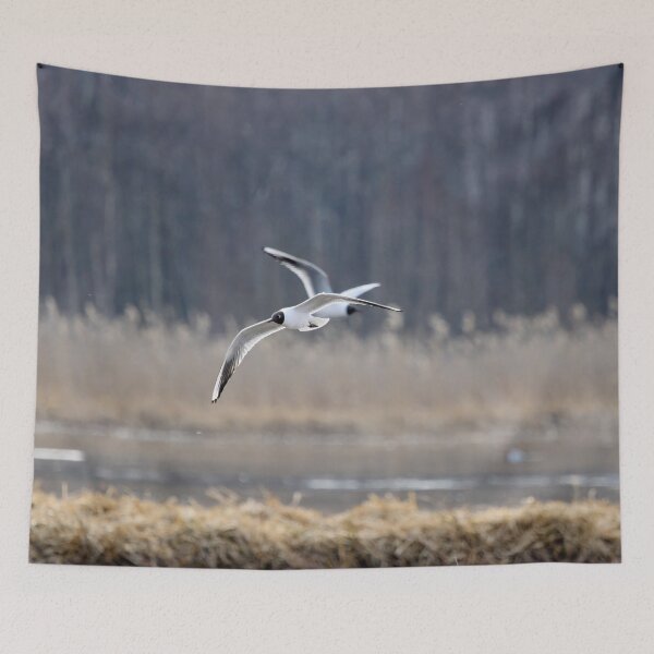Item preview, Where to go. Black-headed gull designed and sold by Jouko Lehto Photography.