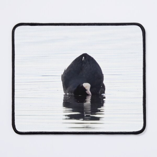 Item preview, Black and white. Eurasian coot designed and sold by Jouko Lehto Photography.